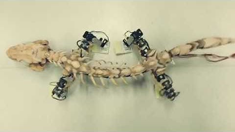 A robot recreates the walk of a 300-million-year-old animal