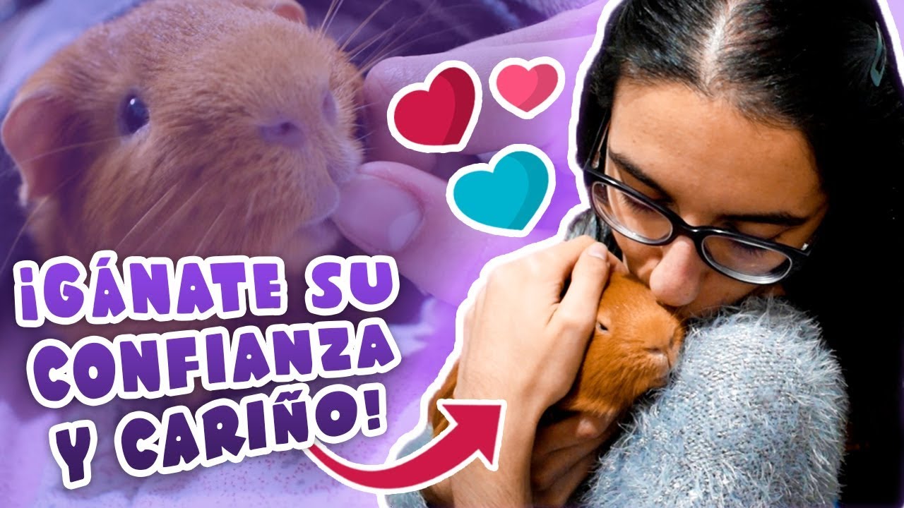 💗 GANARSE LA CONFIANZA Y CARIÑO DE LA COBAYA 🐹 6 consejos para que pierda el miedo y se acostumbre