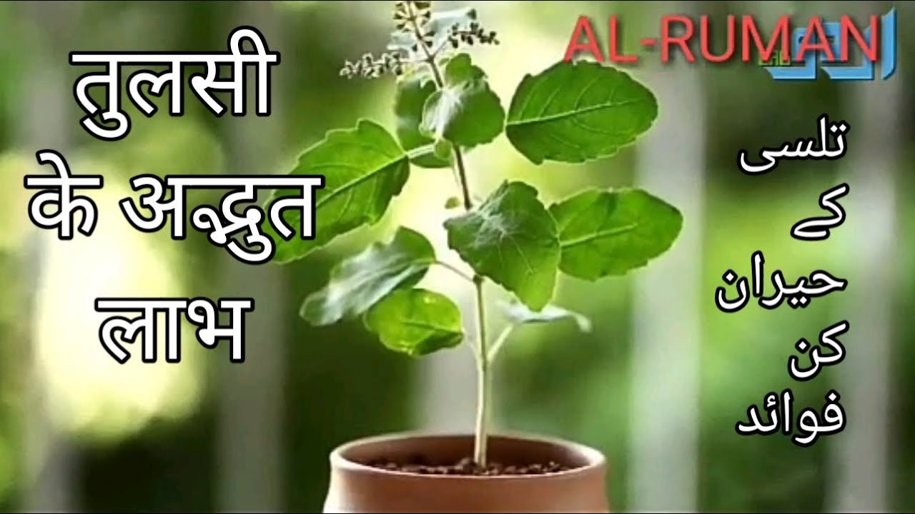 Tulsi Kay Faidye. Benefit of Tulsi Urdu & Hindi YouTube