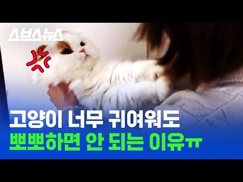 우리 집 고양이가 내 뽀뽀를 거부하는 데에는 다 이유가 있었다(입냄새 아님X) / 스브스뉴스