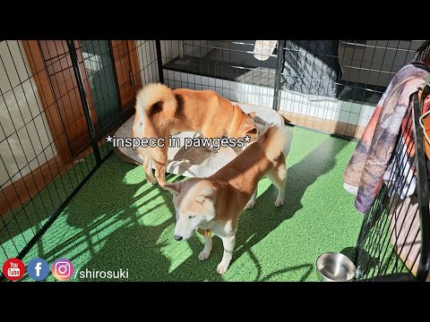 Daddo Decided To Take Matter In His Own Hands