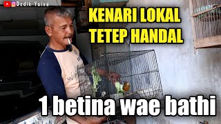 Semangat Pak Tri Ini Tidak mengurungkan Niatnya untuk Cetak Kenari Lokal