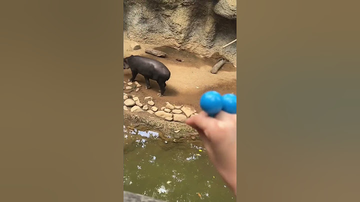PUPPIES GOES TO THE ZOO  #shorts