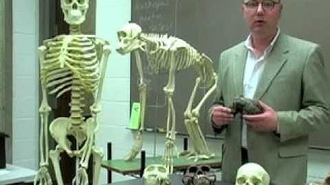 What is the missing link between primates and humans? -World Book Explains