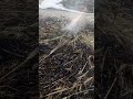 طريقة تحضير لفريك طريقة تحضير لفريك