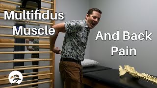 How Important is the Multifidus Muscle For Back Pain?