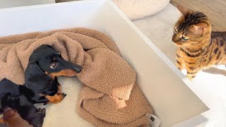 Mimi’s Family Diary- How does Bengal Cat Mimi react to Dachshund puppies?