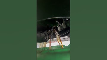 2025 Toyota Camry 2.5L 0w 8 olive oil