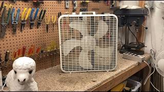 Robeson 2393 Box Fan | Initial Checkout