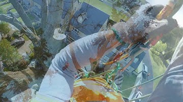 Tree Surgery Limerick