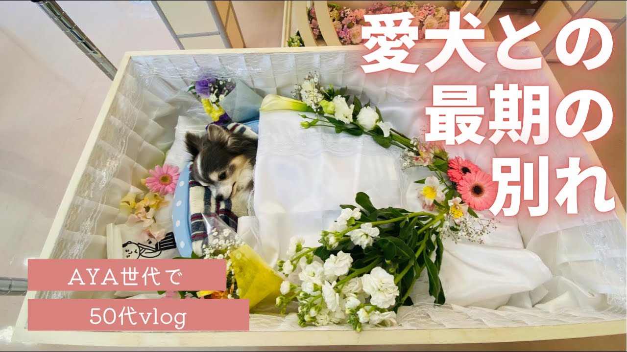 【涙／愛犬／荼毘】またいつか逢おうね！ #チワワ#荼毘#虹の橋