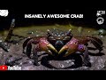 The most awesome looking crab youll ever see potential kaiju design shorts