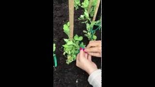 Tying in peas to bamboo canes and our Garden Obelisk in the Harrod Horticultural HQ garden last week using our best-selling ...