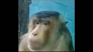 Monkey Staring in Camera Meme Template | Monkey Meme Template | #10xgamerz #monkey