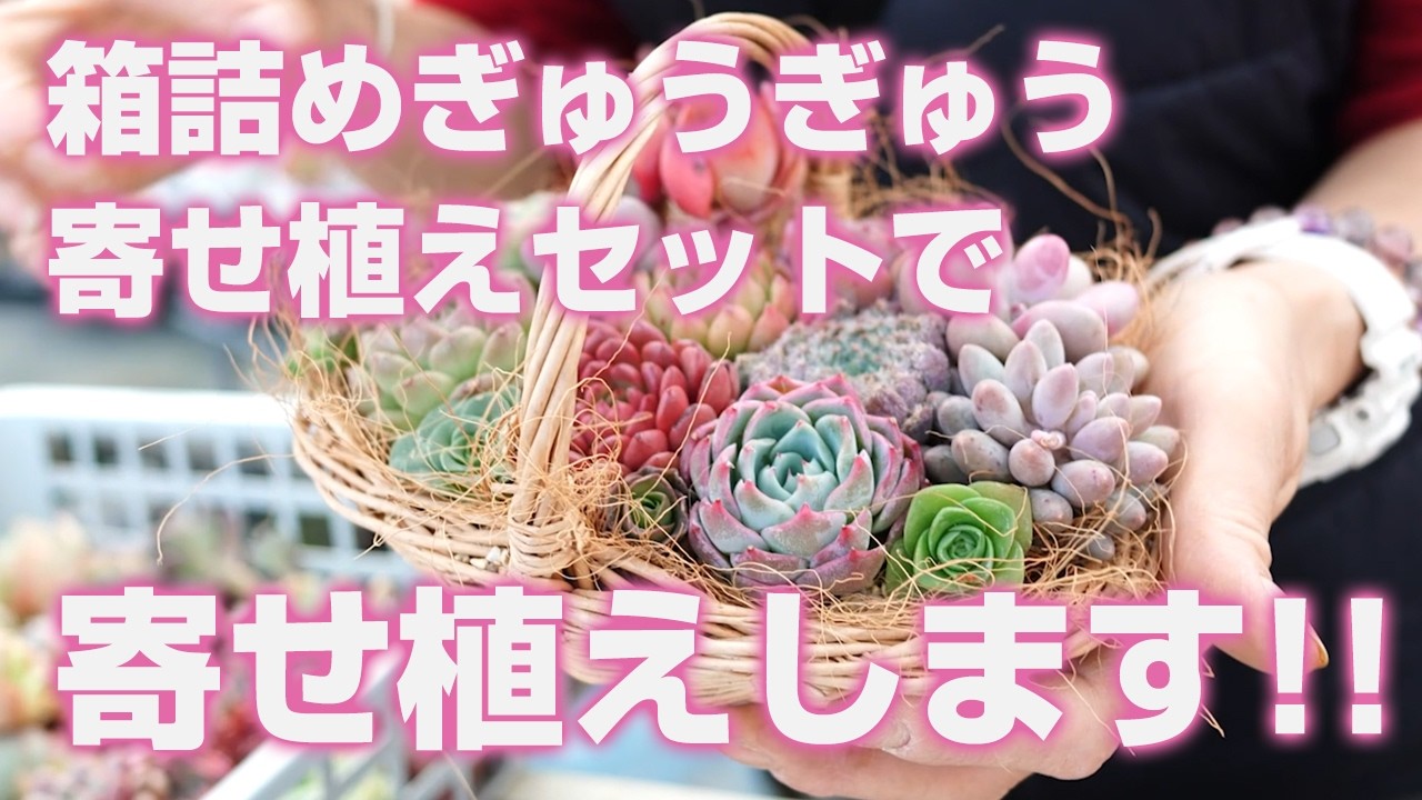 A~B品 箱詰めぎゅうぎゅう寄せ植えセット25-30個入り | トロピカルガーデン