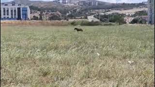 Çanakkale'de güneş altında kalan at için vatandaşlar endişeli