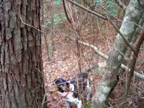 squirrel hunt with a walker