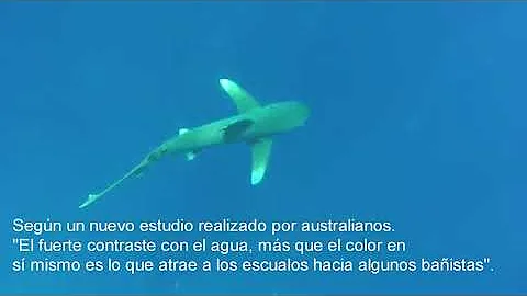 ¿Los tiburones son daltónicos?