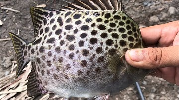 Một ngày câu đầm lý nhơn cần giờ , dô bầy cá bóng đục size to và vài e nâu chà bá quá đã !!!