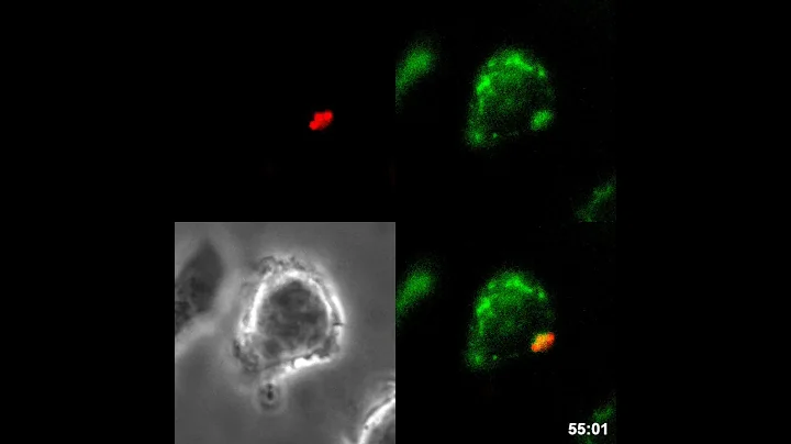 Mitochondrial H2O2 Accumulates in MRSA-Containing Phagosomes