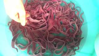 หนอนรบบน Lineus Longissimus