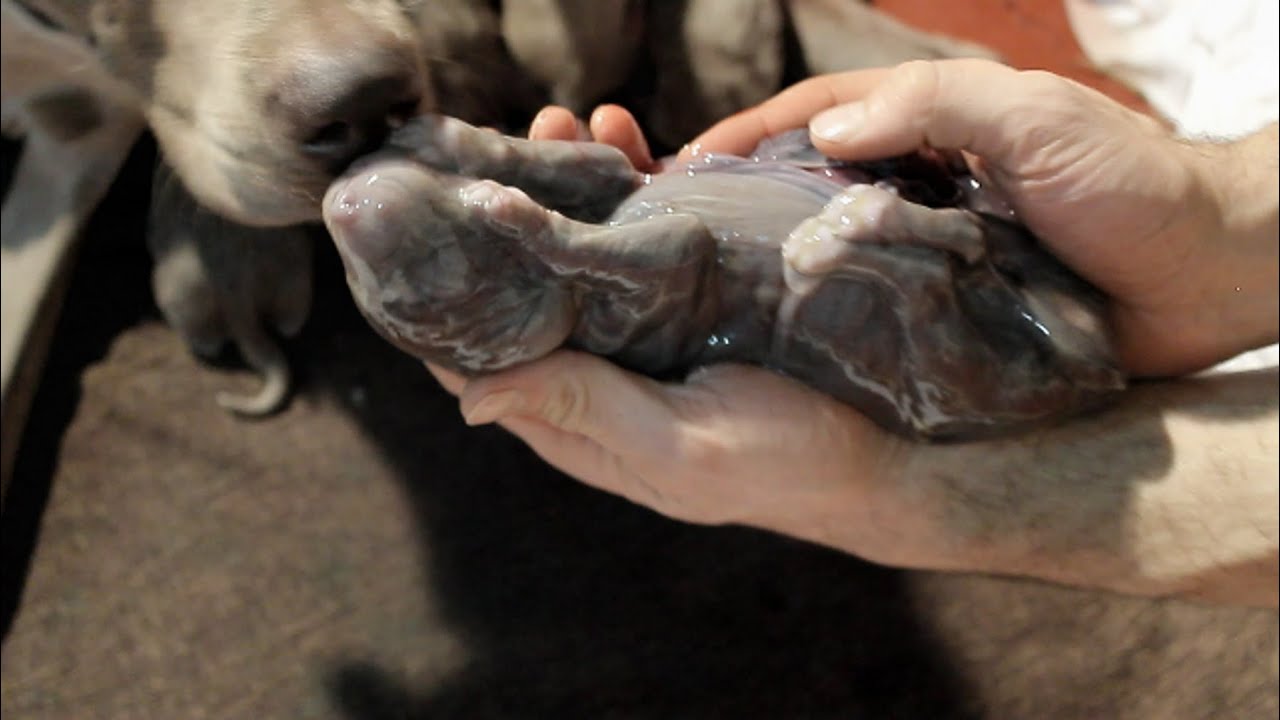 how-many-times-can-a-dog-give-birth-in-a-lifetime