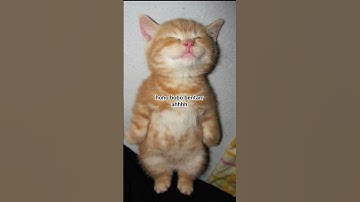 Thumbnail of 4 ihhh lucuuu gmsssss!! #coversong #oldies #vintage #song #cute #kucing #jokes #fypシ゚viral