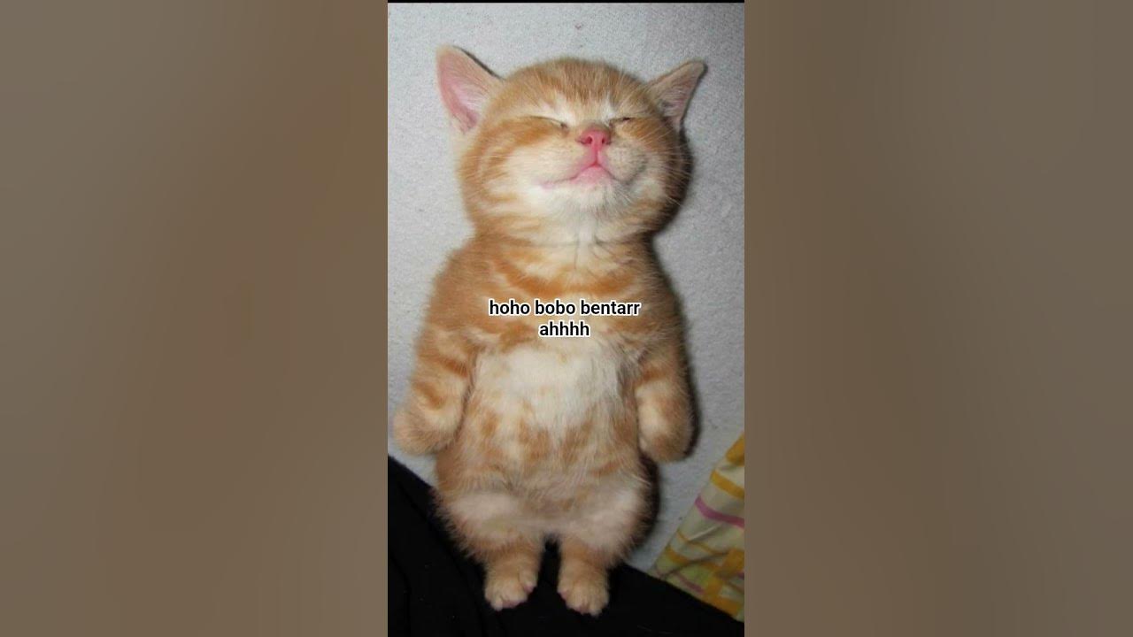 4 ihhh lucuuu gmsssss!! #coversong #oldies #vintage #song #cute #kucing #jokes #fypシ゚viral 4 ihhh lucuuu gmsssss!! #coversong #oldies #vintage #song #cute #kucing #jokes #fypシ゚viral
