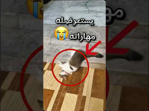 أول ما شافه القط صار يستعرضله مهاراته ولما قاله ان ما راح ياخذه سوى هيك صدمة Youtubeshorts
