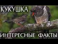 Кукушка - интересные факты (С Фото и Видео)