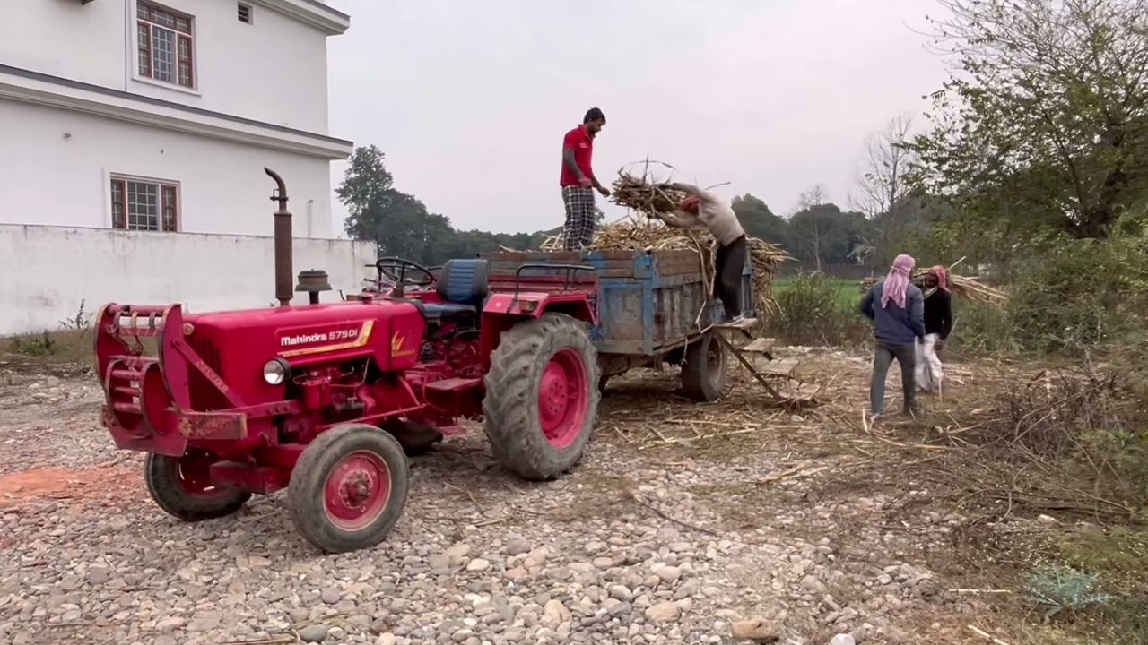 गन्ने की कटाई: एक मेहनत भरा काम #uttarakhand 
