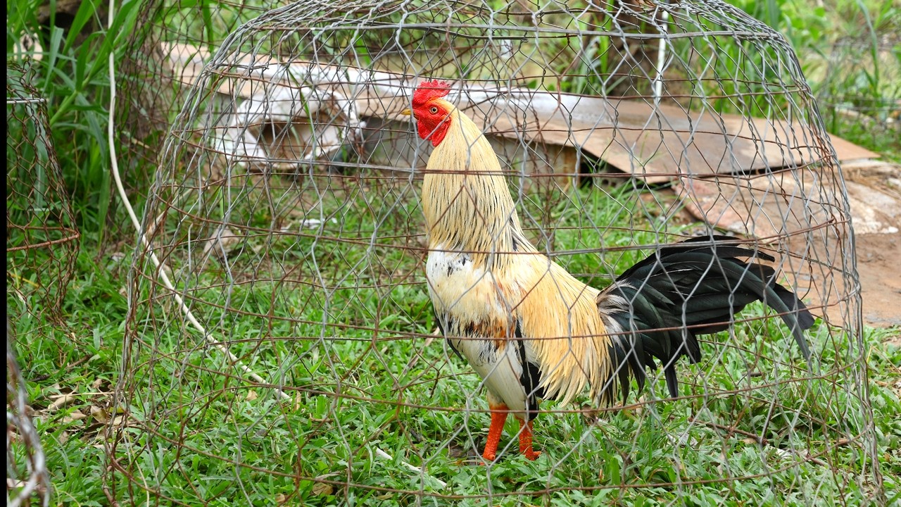 Gà đẹp sáng quần chân/ Tung Vlog