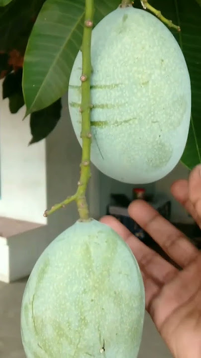 mangga di rumah simbah #shorts #short #shortvideo