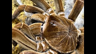 Theraphosa stirmi pairing with never before seen footage