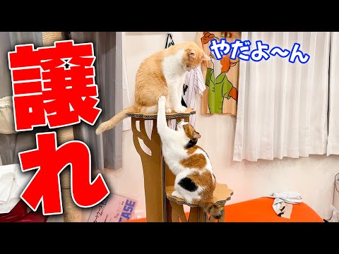 新しいキャットタワーを置いたら猫たちの頂上戦争が始まってしまいました