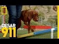 Challenging a Vizsla | Cesar 911