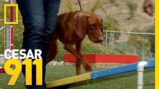 Challenging a Vizsla | Cesar 911