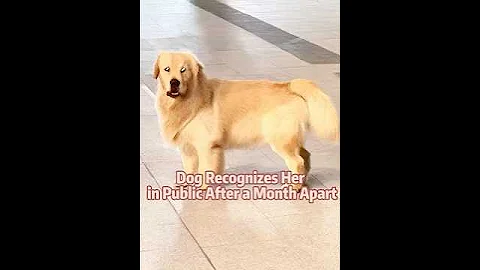 Dog Recognizes Her in Public After a Month Apart ❤️🥲