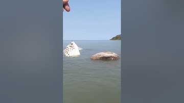 Câu cá biển - cá nâu (p9) #shorts #cauca