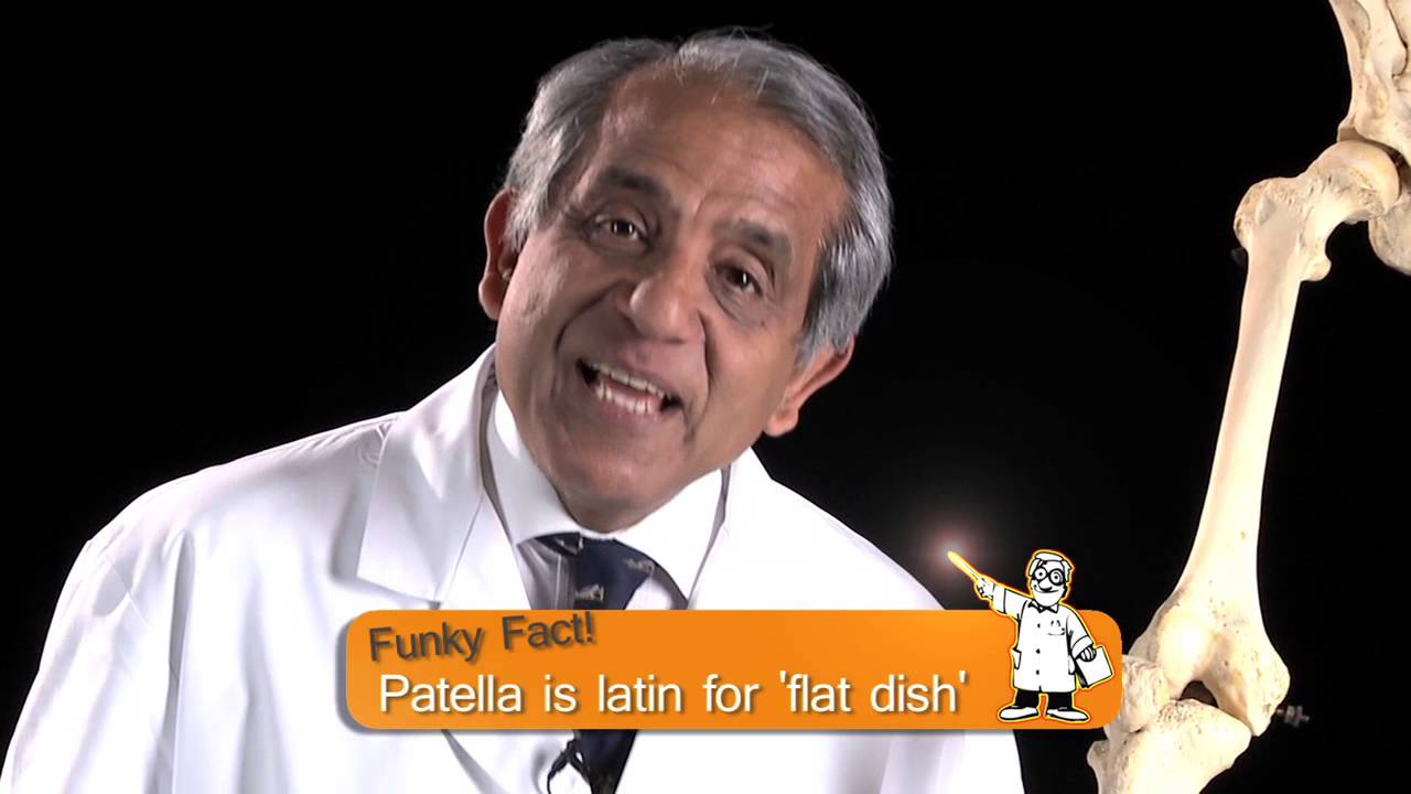 The Patella - Anatomy Tutorial - YouTube