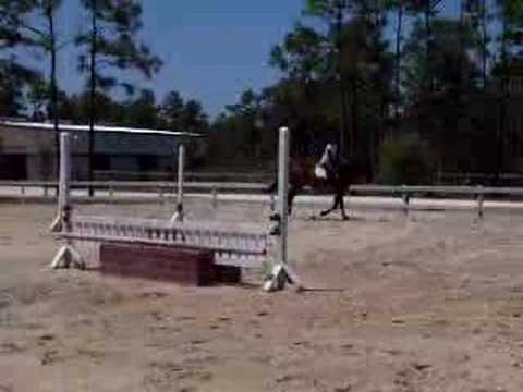 Ivy- Hunter mare for sale