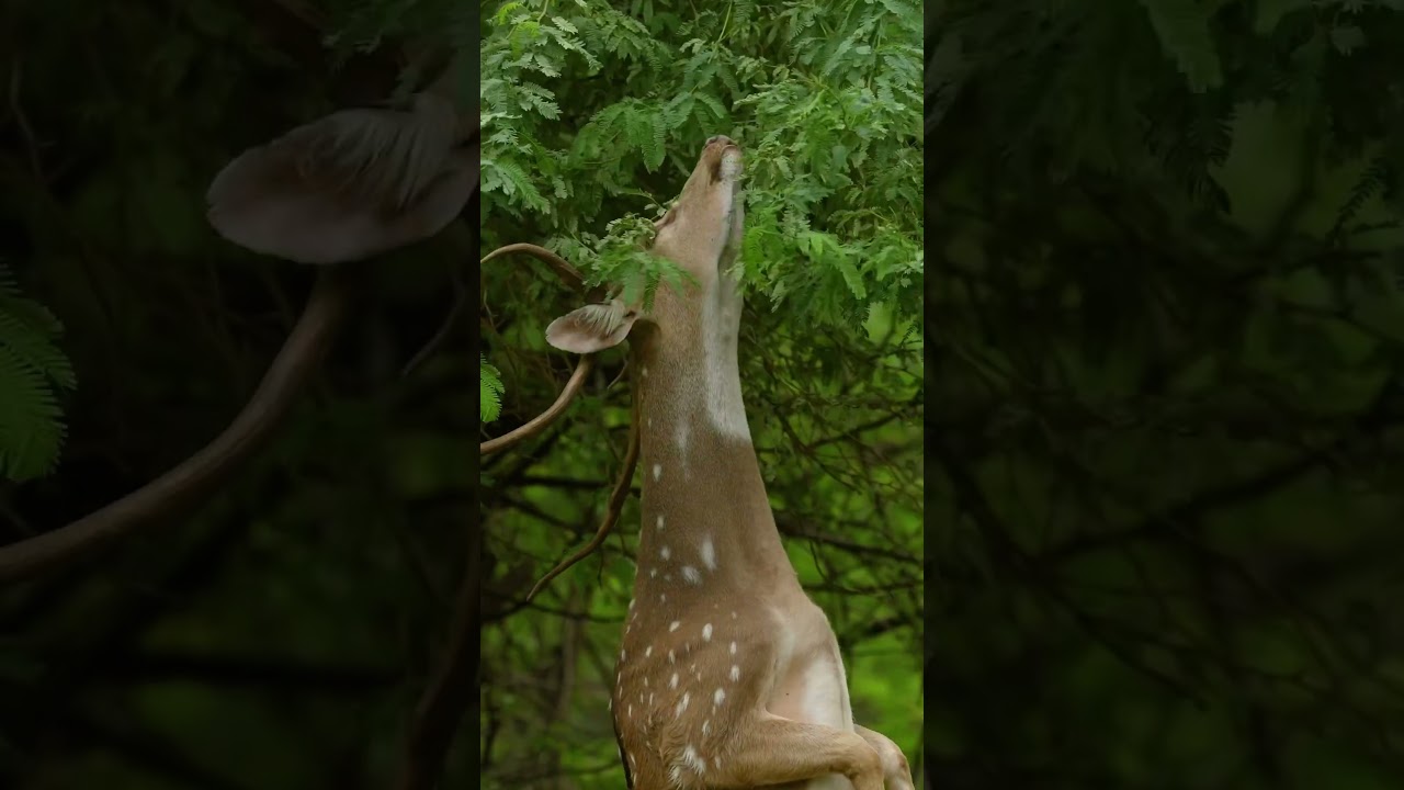 Ever seen a dancing deer? 