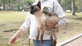 18살 고양이 장군이 생애 첫 산책