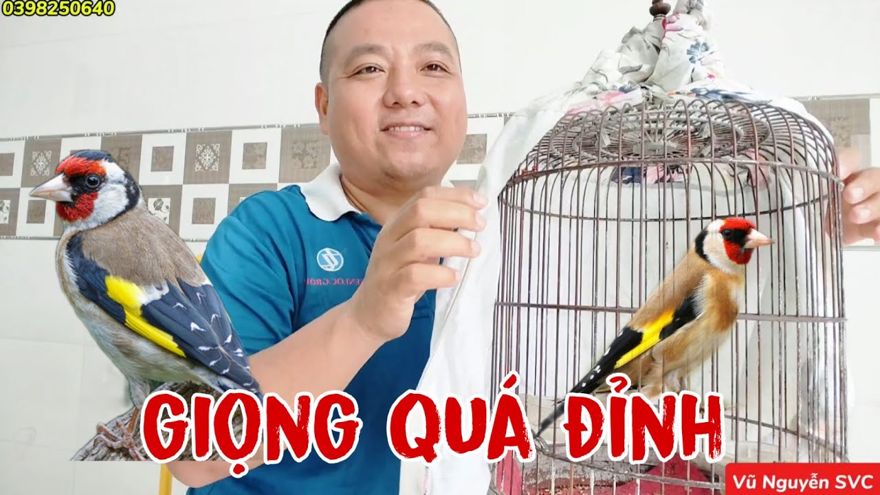 GOLDFINCH. Dòng chim nhập, ăn hạt có giọng hót cực hay.