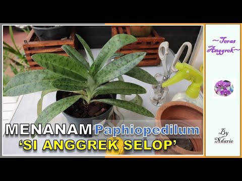 Video: Apakah Orkid Paphiopedilum - Cara Menanam Tumbuhan Orkid Paphiopedilum