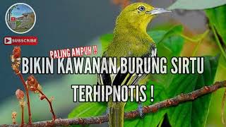 Suara Pikat Burung Sirtu Kejepit ! bikin penasaran sirtu lain.. auto terpikat..