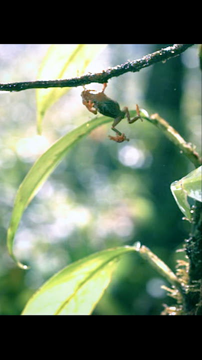 Have you ever seen a toad free-fall and think of itself as a ball? #wildlife #animals #shorts