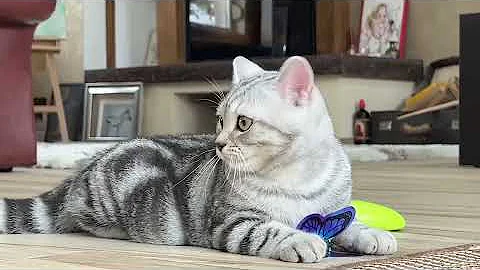 Video 5945701: tabby british shorthair kittens, british shorthair silver tabby, cattery