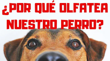 ¿Por qué mi perro me olfatea después de ducharme?