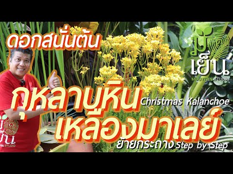 วีดีโอ: ทำไมใบ Kalanchoe ถึงเปลี่ยนเป็นสีเหลือง? การดูแลกระถางต้นไม้